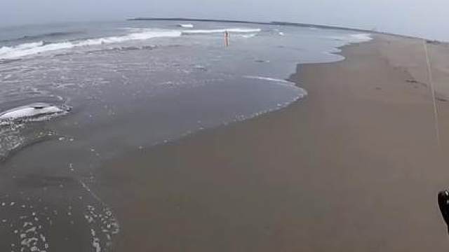 海豚：人类是益虫