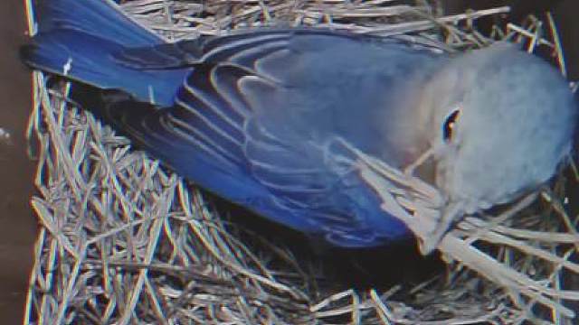 鸽子：差不多得了又不是造航母