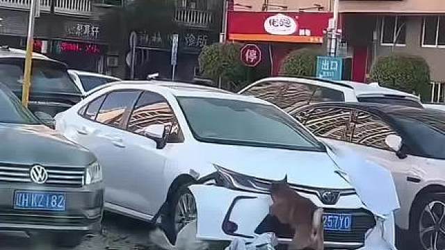车主：你好！我的车被狗给拆了！帽子叔叔：讲话不要带情绪