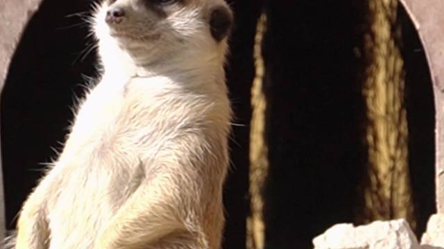 微信视频2026-02-10_161606_144