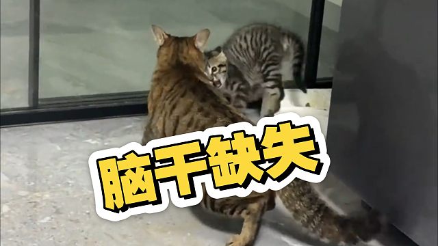 只有本能的猫咪，没有思考能力，认知能力也几乎没有…