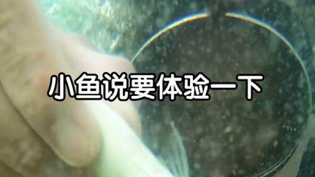 小黄鱼瞬间被吞掉了