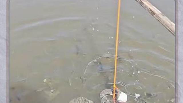 钓鱼钓着钓着来了一位不速之客，别吃了我的小鱼