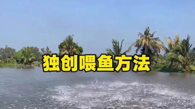 独创喂鱼方法