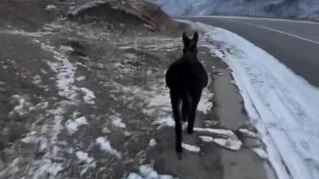 发现野生小毛驴 随地大小骑