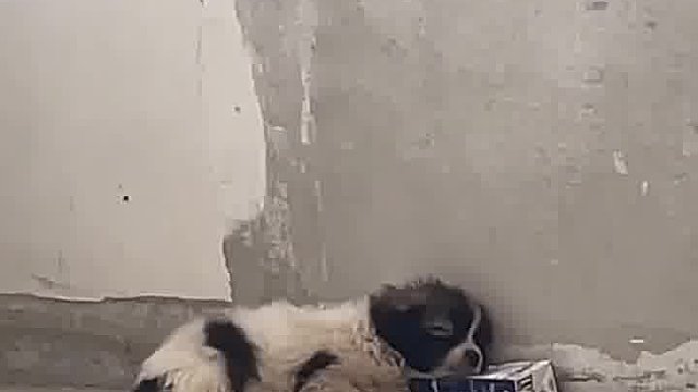 据说已经被人收养了