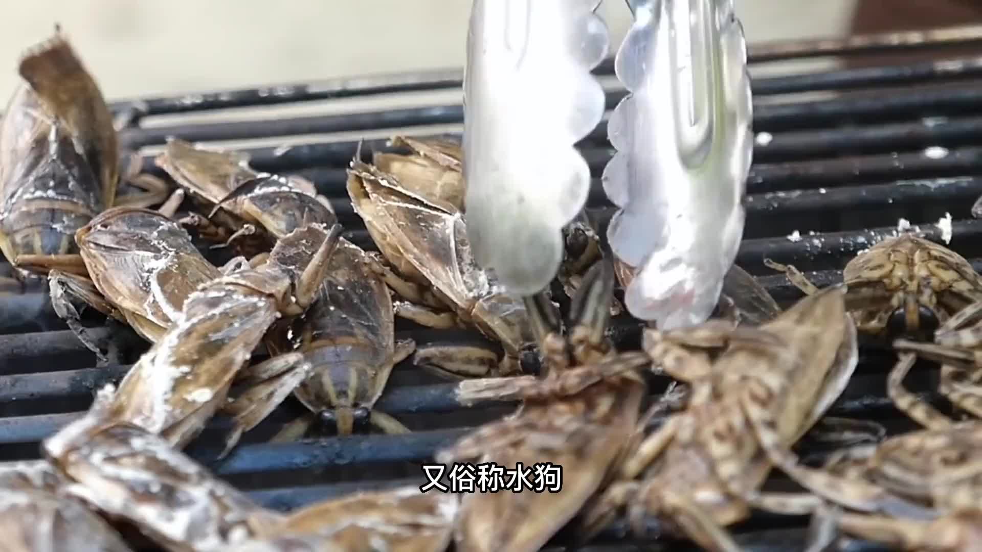 炭烤巨型水臭虫，焦脆酥香