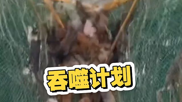 这么多流浪猫，不敢想象味道有多大？
