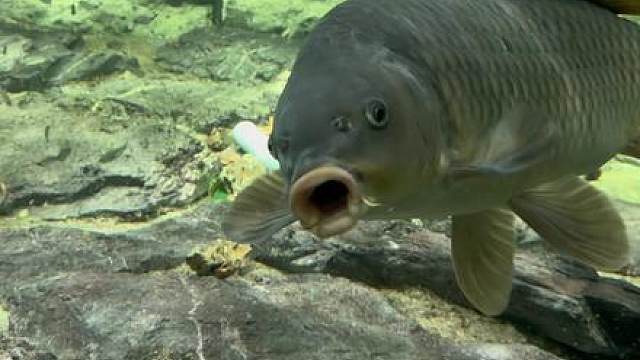 刀疤鲤日常战斗