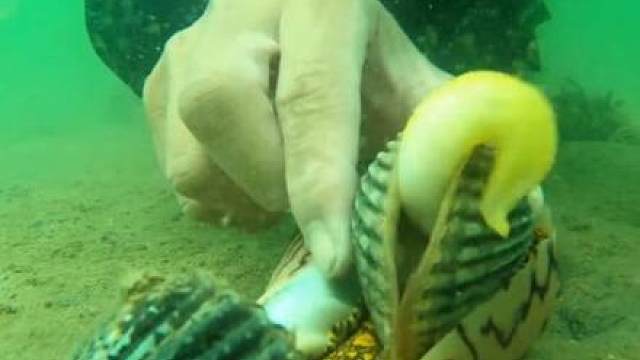 分辨鸟蛤是死是活