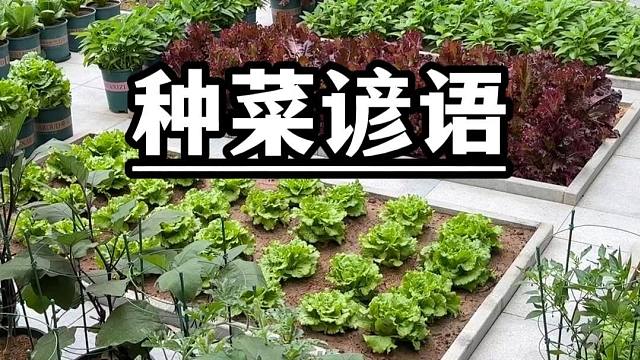 老一辈流传下来的种菜口诀