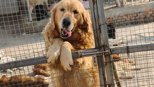 我救助的200多只狗狗的年夜饭！