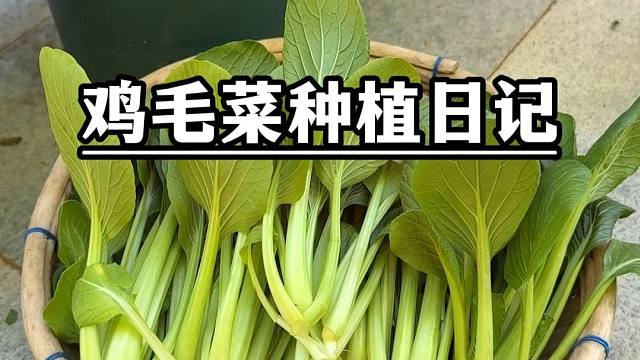 盆栽鸡毛菜种植日记