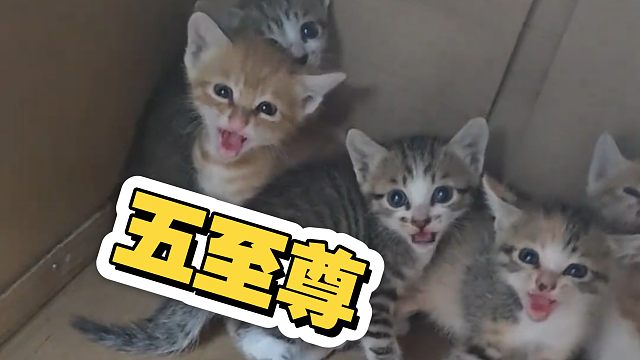 猫真的和老鼠是近亲，无论是形态还是样貌…