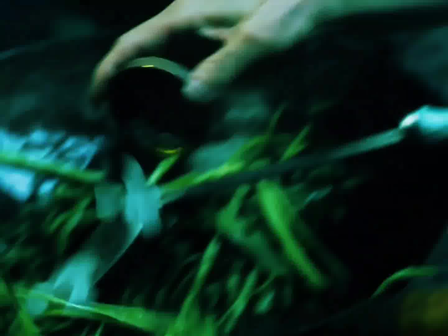 这菜炒的可太好了，吃完兴奋的载歌载舞