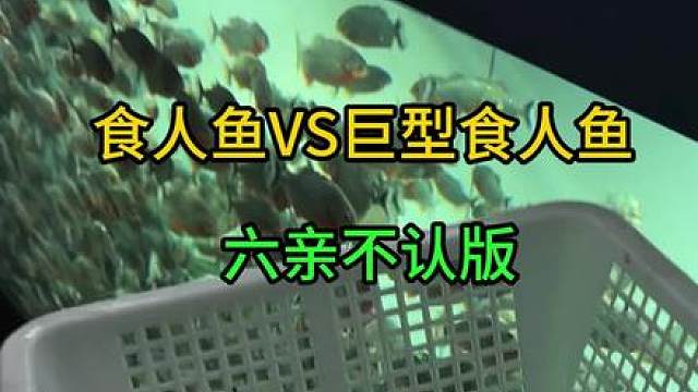 食人鱼vs巨型食人鱼