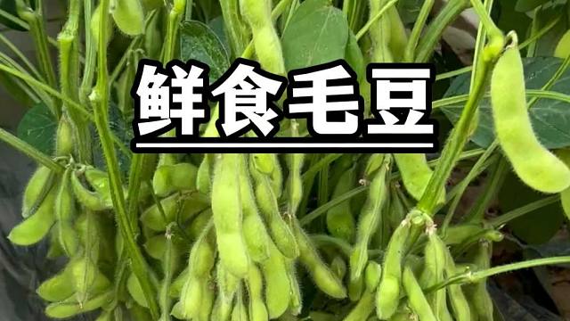 特别适合懒人种的毛豆，你也种吧