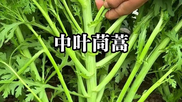 42.中叶茼蒿-20260203