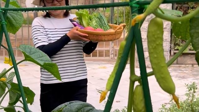 白黄瓜又高产又好吃，你也试试吧