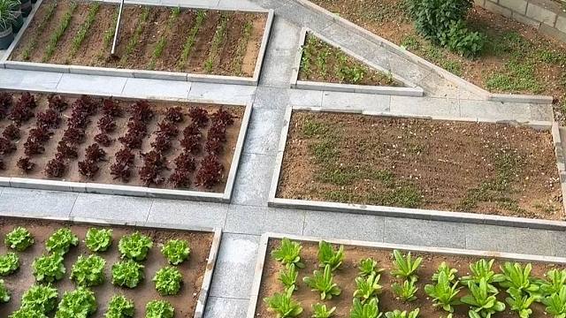 种菜乐在其中，大家也一样吗？