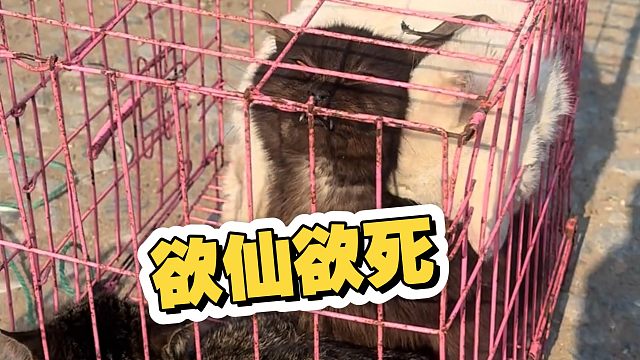 好坏的公白猫，上辈子一定是爱猫人士…
