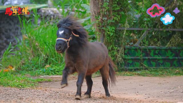 马年特供！海野雨林马群撒欢实录，这才是真・龙马精神