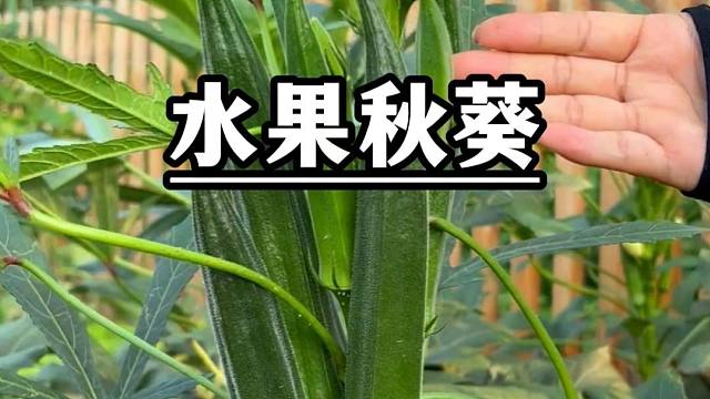 春节过后，别忘种几颗水果秋葵