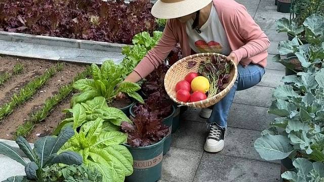 春天的小院是丰收的小院