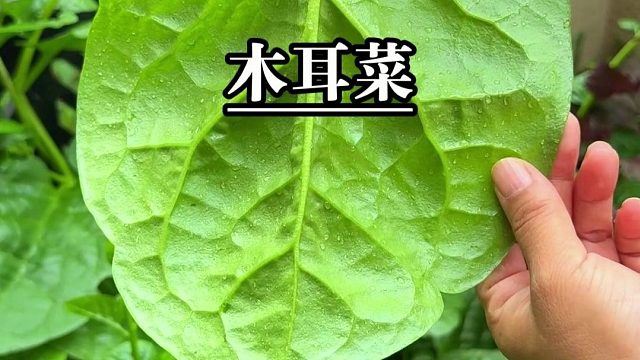 春播种菜，大家可别忘种上几棵木耳菜，掐叶片采收，吃不清！！！