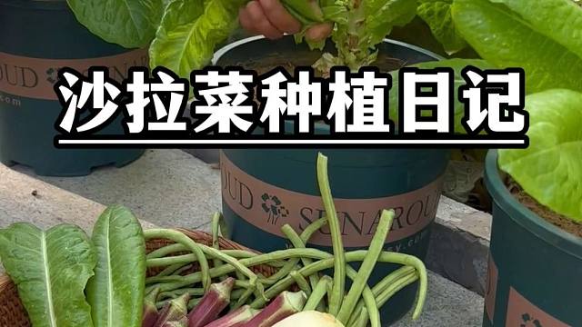盆栽沙拉菜种植日记