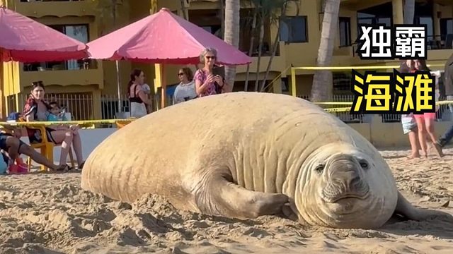 那些动物们的尴尬时刻！