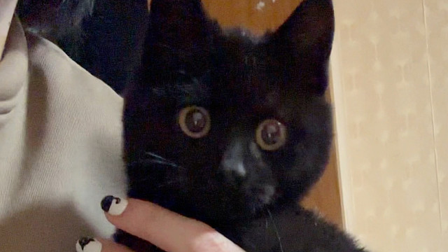 小猫爱玩水