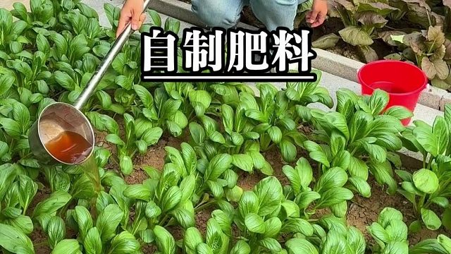 教大家自制氨基酸肥！人人都会做，你也试试吧！！！