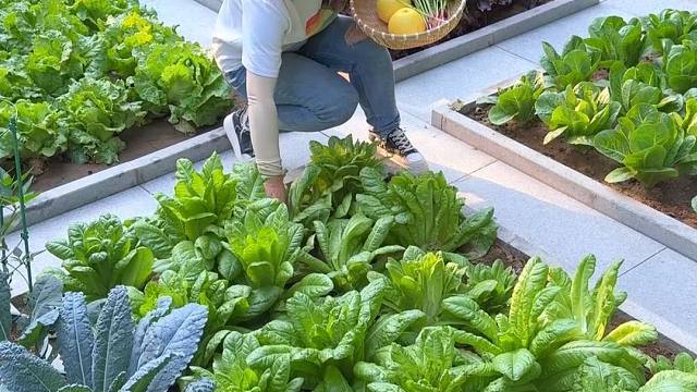 种菜不光是为了吃菜，更是为了心情愉悦