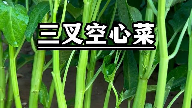 三叉空心菜，你也种吧