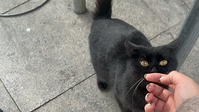 吃个早饭还能遇到小猫