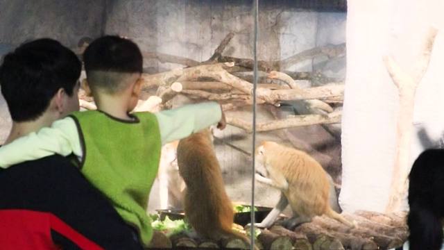 来灵猴餐厅边吃边看