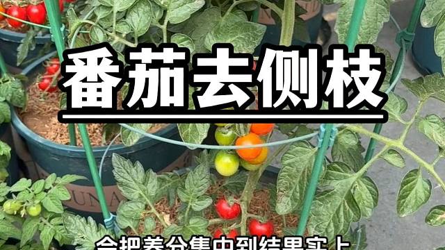 西红柿开花的时候，一定要记着给它打侧枝