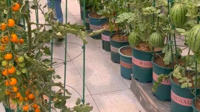 盆栽小西瓜，你种了吗？