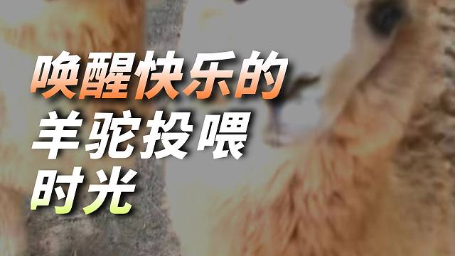 快来泉野！沉浸式体验投喂羊驼