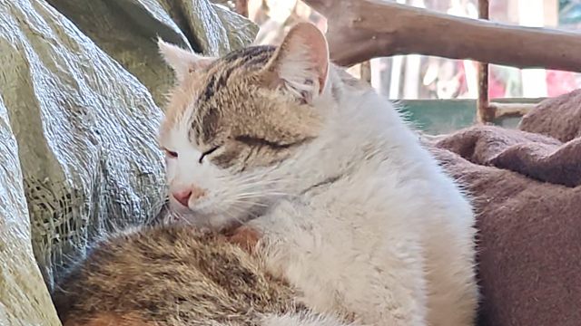 小猫舔毛