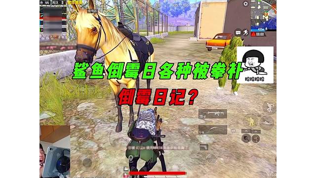 《鲨鱼倒霉拳补日记，各种转角遇到爱？》