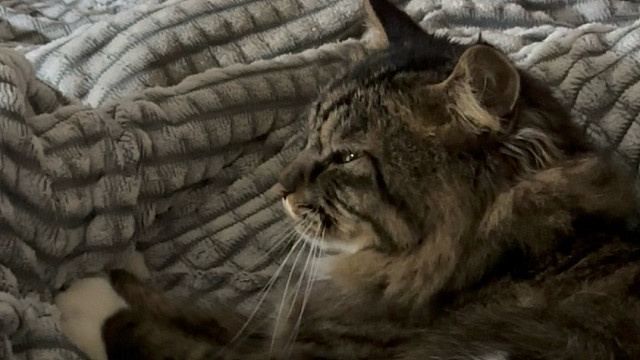 小猫困了小猫踩奶