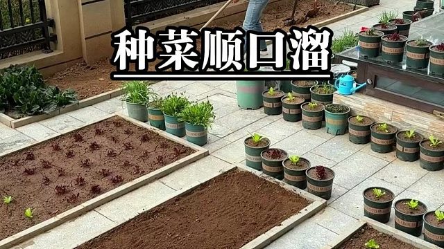 种菜顺口溜，高产又丰收