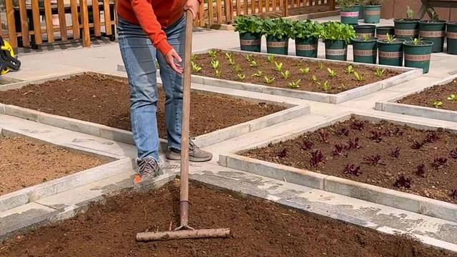 祝菜友们过年好！