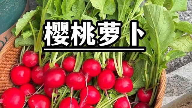 教大家种花盆种这么好的小萝卜