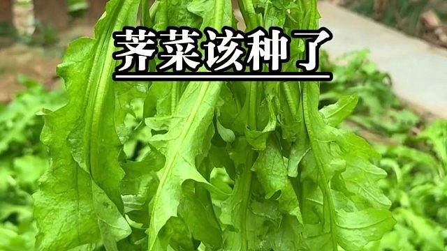 春天要想吃到鲜美的荠菜，现在就该种了！