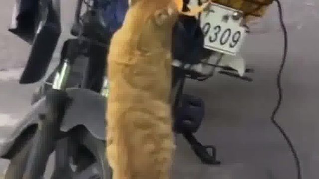 参加咪咪大王~（素材来源： ）