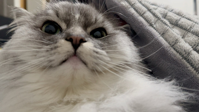 哎呀有只小猫居然还不睡觉！