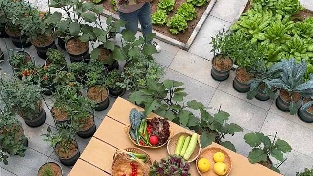 家有小院，就有吃不清的菜